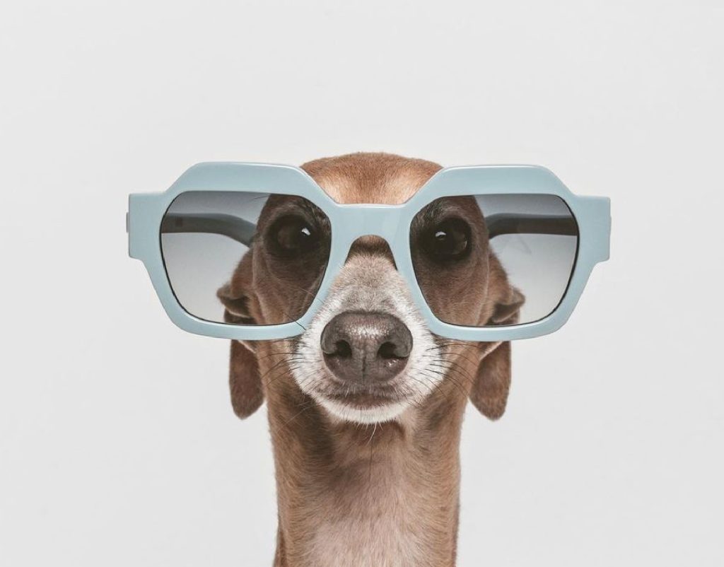 [Dog wearing Kaleos sunglasses] KALEOS - Where Fashion Meets Technology